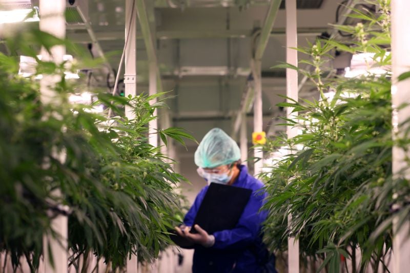 The Rising Wave of Cannabis Legalization: Prioritizing Cannabis Smell Reduction with Cannabusters, The Odor Stopper! The Rising Wave of Cannabis Legalization: Prioritizing Cannabis Smell Reduction with Cannabusters, The Odor Stopper!